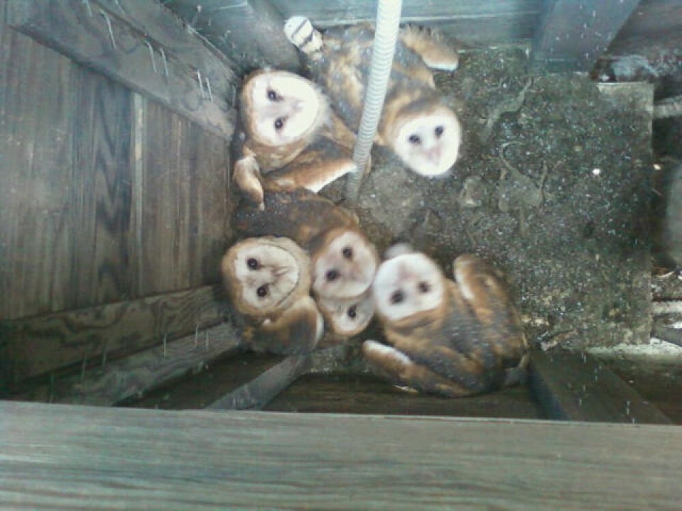 Owlets Have Grown Up