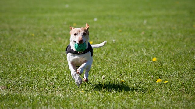 Dog running in a dog park with a ball at in its mouth